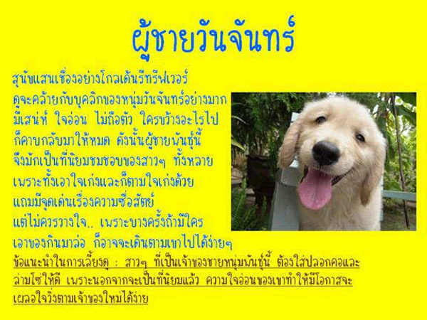 นิสัยของแฟนคุณ เหมือนหมาพันธ์อะไร