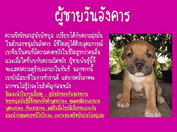 นิสัยของแฟนคุณ เหมือนหมาพันธ์อะไร