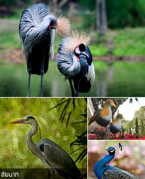 เที่ยวสวนนกชัยนาท ตื่นตา!!กรงนกยักษ์ที่ใหญ่ที่สุดในเอเซีย