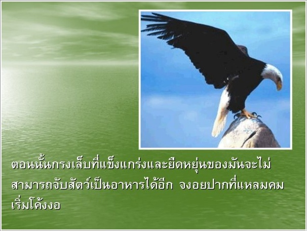 ชีวิตนกอินทรีย์ 