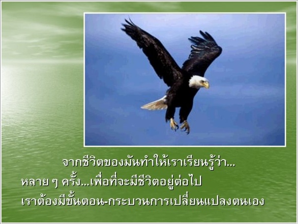 ชีวิตนกอินทรีย์ 