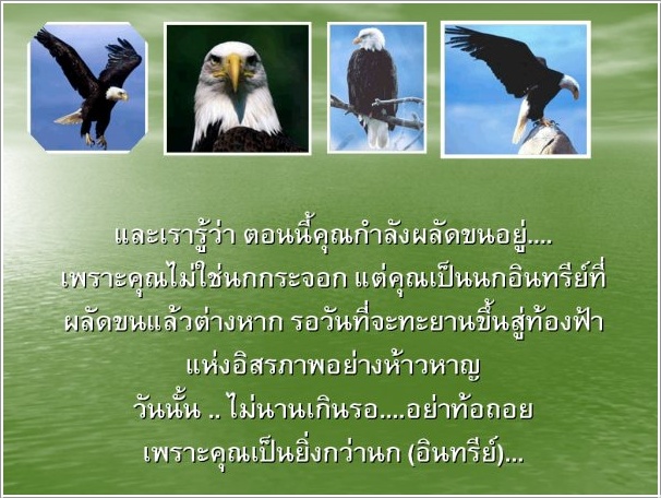 ชีวิตนกอินทรีย์ 