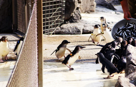 ไปดูนกเพนกวินแสนรู้ที่โตเกียวซีไลฟ์ปาร์ค