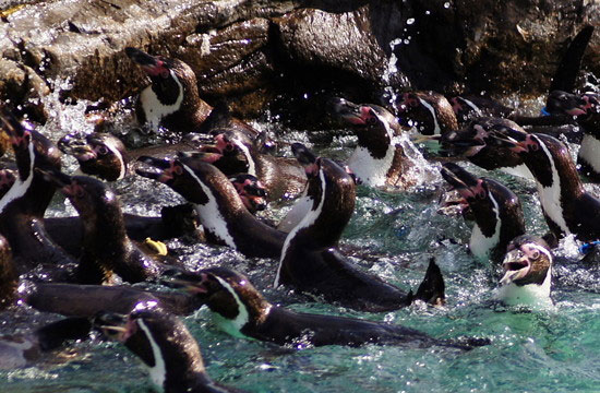 ไปดูนกเพนกวินแสนรู้ที่โตเกียวซีไลฟ์ปาร์ค