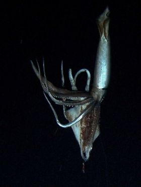 นักวิทย์ญี่ปุ่นถ่ายติดภาพปลาหมึกยักษ์ 8 เมตร ในทะเลลึกแปซิฟิค