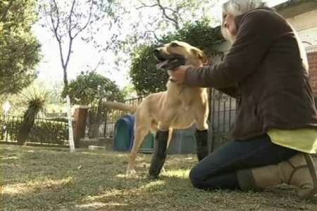 พ่อค้ายาเม็กซิโกตัดขาสุนัขเพื่อทดลองเครื่องมือผ่าตัด