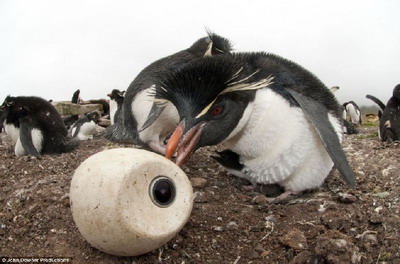 หาดูยาก ภาพ ′เพนกวิน กกลูกน้อย′ 