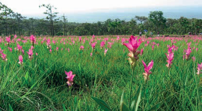 ชมราชินีดอกไม้ ที่ผลิบานบนลานหินงาม ป่าหินงาม จ.ชัยภูมิ