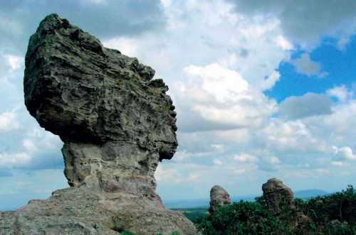 ชมราชินีดอกไม้ ที่ผลิบานบนลานหินงาม ป่าหินงาม จ.ชัยภูมิ