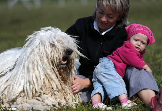 ชมภาพ หมา Komondor เหตุใดถูกเรียกว่า หมาไม้ถูพื้น