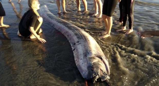 ปลาพญานาคโผล่อีกตัวที่หาดแคลิฟอร์เนีย