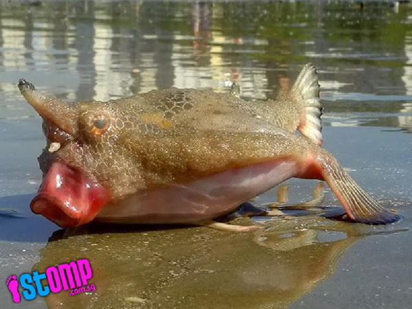 ฮือฮาปลาหน้าตาประหลาด โผล่หาดบราซิล