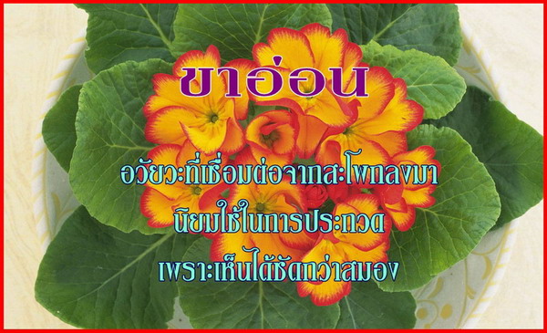 เรื่องของ..อวัยวะ