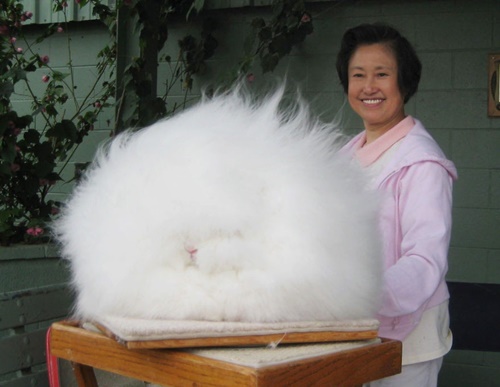 Angora Rabbit