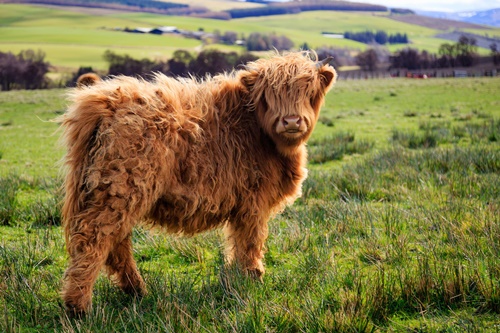 Mini Highland Cow