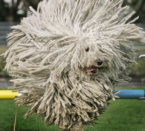Komondor "The Mop" Dog