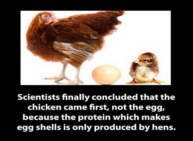 อ.เจษฎาเคลียร์แล้วปัญหาโลกแตก ไก่เกิดก่อนไข่