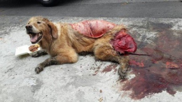 น้ำตาจะไหล!!! หมาตัวนี้ถูกรถชนจนหนังถลอก แต่มันก็ยังยิ้มสู้ให้ผู้คนอย่างเป็นมิตร