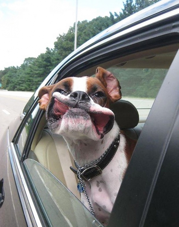 15 ภาพของเหล่าสุนัขสุดฮา ที่รักการ นั่งรถกินลม เป็นที่สุด!!