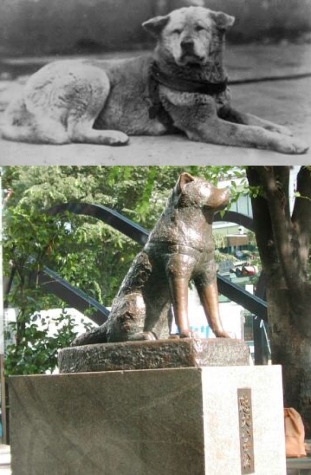 นี่คือ ฮาจิโกะ ยอดสุนัขผู้ซื่อสัตย์ ที่เป็นตำนานเล่าขานของชาวญี่ปุ่น