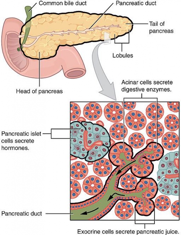 3000 ปีแห่งเบาหวาน และ การมาถึงของ Insulin