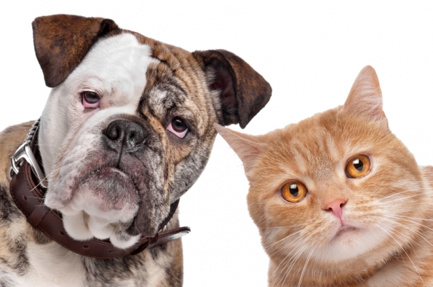 งานวิจัยหมาๆแมวๆ ชี้เจ้านายสุนัขแฮปปี้กว่าพวกทาสแมว