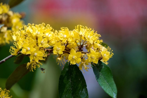 รู้จัก “ต้นรวงผึ้ง” Yellow Star ต้นไม้ประจำพระองค์ รัชกาลที่ 10