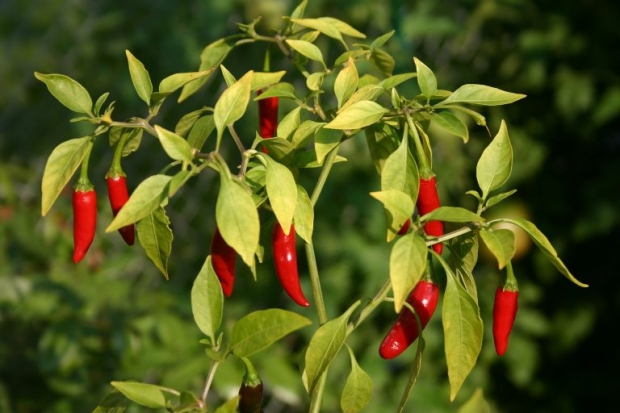 มารู้จักกับ Carolina Reaper พริกที่เผ็ดที่สุดในโลก และทำคนไทยโดนหามส่งโรงพยาบาลมาแล้ว