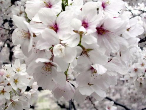 ทำไมฝรั่งเรียก ต้นซากุระ ว่า cherry blossom