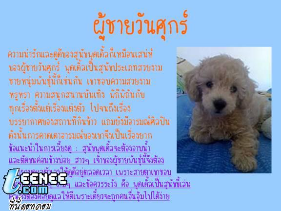 ผู้ชายของคุณ เปรียบได้กับสุนัขพันธ์อะไร...