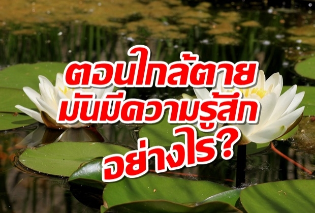 “ตอนใกล้ตาย” มันมีความรู้สึกอย่างไร?