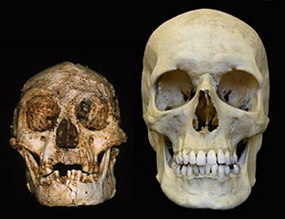 ภาพกระดูกหัวกะโหลกของมนุษย์ฟลอเรส(ซ้ายมือ) เปรียบเทียบกับหัวกะโหลกมนุษย์ปัจจุบัน