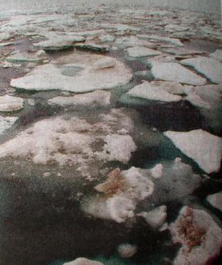 ฤดูร้อนอาร์กติกปลอดน้ำแข็งใน30ปี!