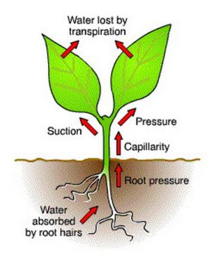 การคายน้ำของพืช