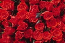 ดอกกุหลาบสีแดง เป็นเครื่องเสริมเสน่ห์ให้เพศตรงข้ามหลง