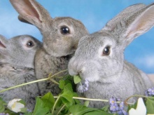 ไข้กระต่าย ไม่ได้เกิดจาก กระต่าย