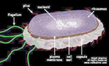 salmonella อันตราย....วายร้ายใกล้ๆตัว