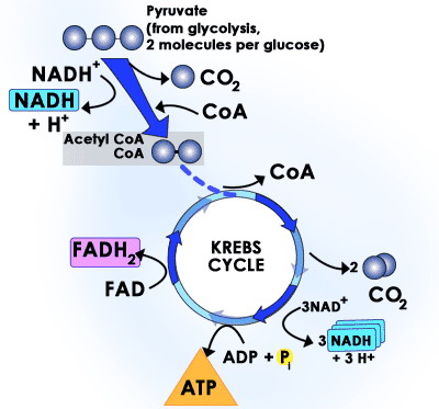ขั้นวัฏจักรเครบส์ (Krebs cycle) 