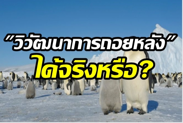 สิ่งมีชีวิต วิวัฒนาการถอยหลัง ได้จริงหรือ?