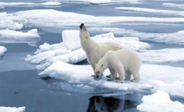 เหตุจากทะเลน้ำแข็งลดลง หวั่นหมีขั้วโลกจะตาย เป็นเบือ