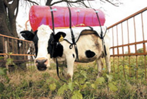 เก็บก๊าซมีเทนในกระเพาะวัว ตกใจ-อาจเป็นสาเหตุโลกร้อน30%
