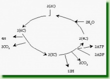 ขั้นวัฏจักรเครบส์ (Krebs cycle) 