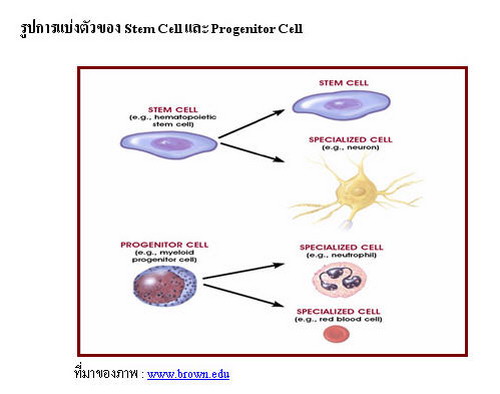 การจำแนกชนิดของสเต็มเซลล์
