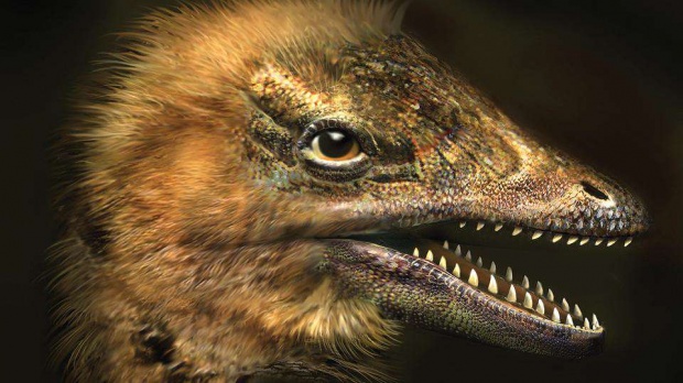 นักวิทย์ฯ ปลูกถ่าย ‘ขาไดโนเสาร์’ ในตัวอ่อนของไก่ได้สำเร็จเป็นครั้งแรก