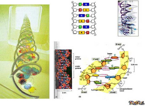 มหัศจรรย์ ดีเอ็นเอ (DNA)