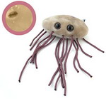 E_coli วายร้ายตัวป่วน