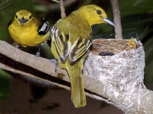 ความลับสัตว์โลก ทำไมสัตว์บางชนิด ถึงต้องกินลูกตัวเอง 