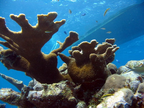 รู้มั้ย ปะการัง อยู่ในสภาวะน้ำกรดได้