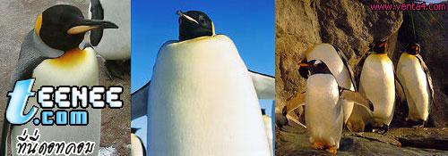 อันดับที่ 3 เพนกวินจักรพรรดิ์ (Emperor Penguin)