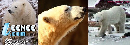 อันดับที่ 4 หมีขั้วโลก (Polar Bear)